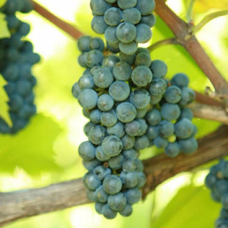 Viță de vie Leon Millot imagine 6