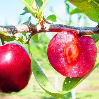 Слива Red Lure, С2 изображение 5