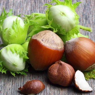 Лешник Sacajawea изображение 5