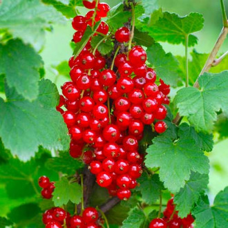 Френско грозде червено Rondom изображение 12