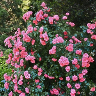 Trandafir urcător Galia