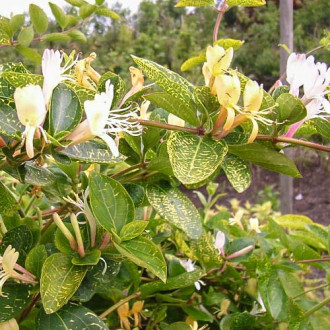 Орлови нокти Variegata изображение 8