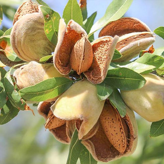 Migdal Ferragnes imagine 6