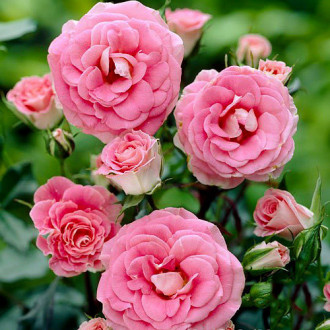 Trandafir floribunda Tom-Tom imagine 1