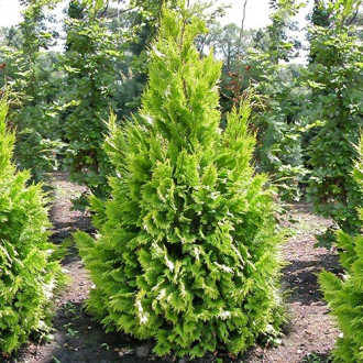 Лъжекипарис Lawsona Ivonne изображение 8