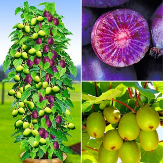 Mini-kiwi (actinidia) Duo: Red Jumbo(1) + Issai(1) interface.image 15