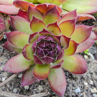 Sempervivum (Urechelniță) Alladyn imagine 3