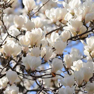 Magnolia Alba Superba interface.image 5