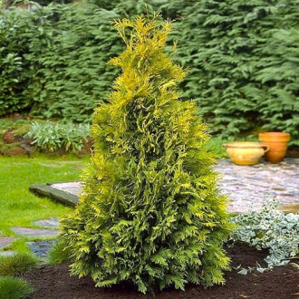 Туя западна Yellow Ribbon изображение 1