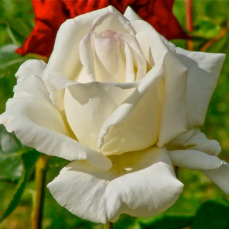 Роза чаен хибрид Mount Shasta изображение 10