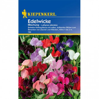 Lathyrus odoratus (Sângele voinicului) mix multicolor imagine 8