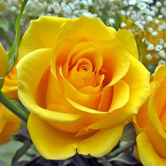 Trandafir teahibrid Kerio imagine 15