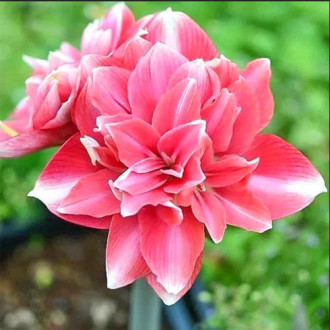 Amaryllis (Hippeastrum) Diva interface.image 18