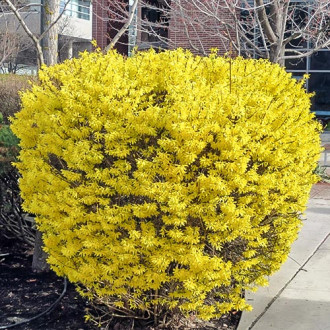 Форзиция Goldrausch изображение 4