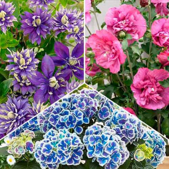 Супер предложение! Лятна колекция Summertime, комплект от 3 разновидности изображение 2