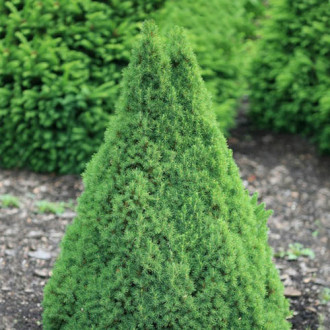 Смърч Conica изображение 5