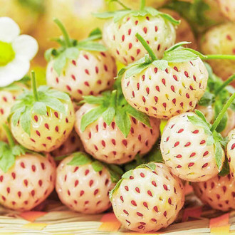 Ягода Бяла Pineberry изображение 2