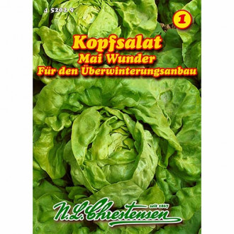 Salata glowiasta Mai Wunder