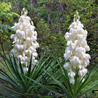 Юка Bright Edge изображение 2