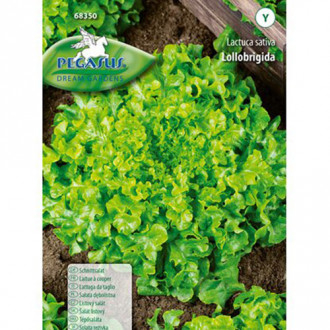Sałata Lollobrigida Kiepenkerl interface.image 13
