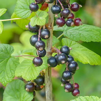 Френско грозде черно Ben Lomond изображение 1