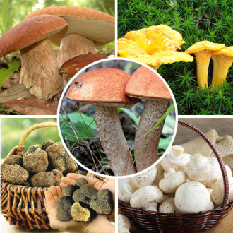 Super Oferta! Zestaw Grzybów  5 opakowań interface.image 6