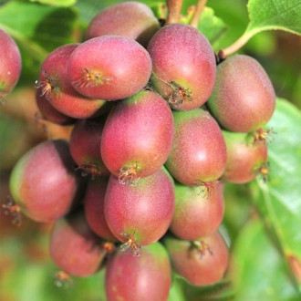 Актинидия Adam изображение 14