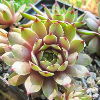 Sempervivum (Urechelniță) Jupiter imagine 8