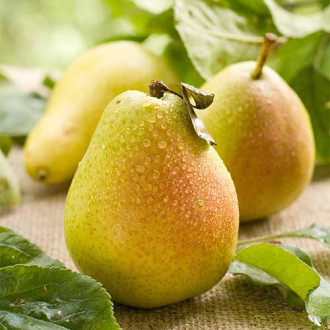 Круша Williams, С2 изображение 4