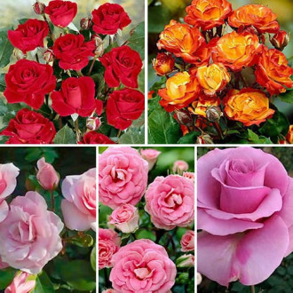 Ofertă specială! Trandafiri floribunda Color mix, set de 5 soiuri imagine 18