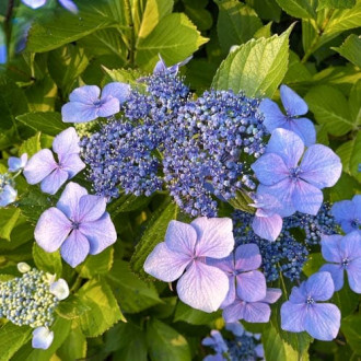 Hortensia macrophylla Libelle, P9 imagine 4