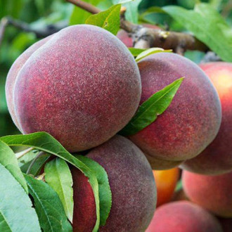 Праскова Kingpart, С2 изображение 3