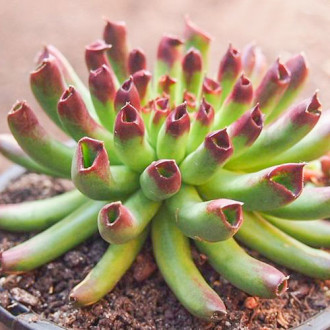 Sempervivum (Urechelniță) Oddity imagine 7