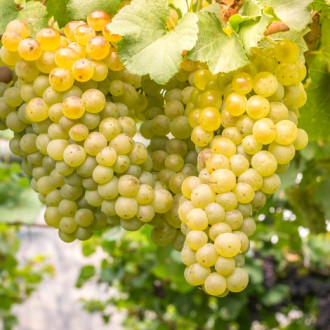 Лоза Бял кишмиш изображение 5