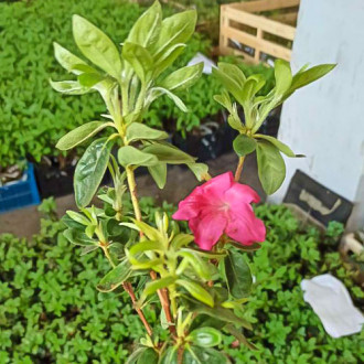 Rhododendron Mary Helen imagine 11