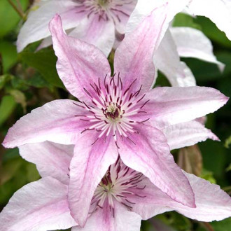 Clematis Pink Fantasy imagine 4