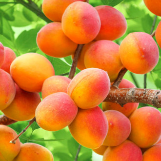 Кайсия Perla, С2 изображение 8