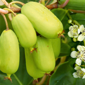Mini-kiwi (actinidia) Super Jumbo interface.image 1