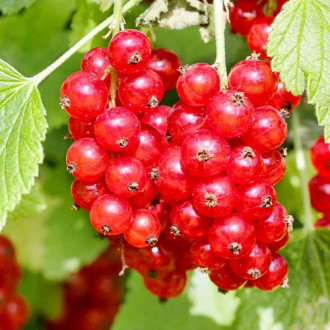 Френско грозде червено Rosetta изображение 13