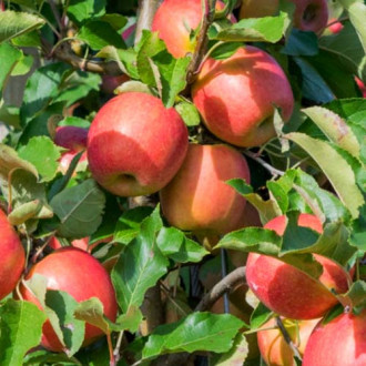 Măr Tramin imagine 17