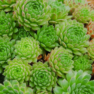 Sempervivum (Urechelniță) Sabat imagine 12