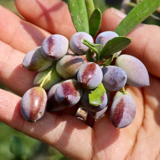 Маслина дърво Koroneiki изображение 9