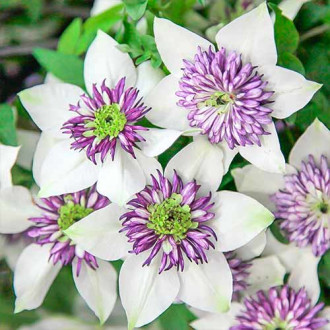 Clematis Bicolor imagine 8
