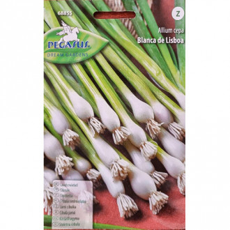 Ceapă verde Blanca de Lisboa imagine 7