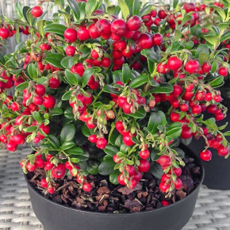 Клюква (червена боровинка) Stevens изображение 8