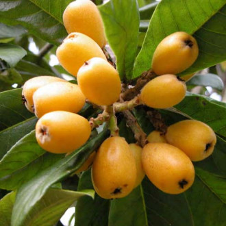Moșmon japonez (Loquat) imagine 2