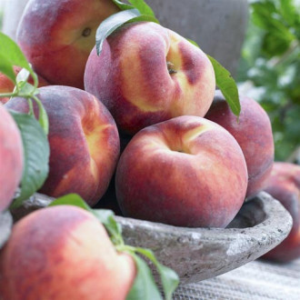 Праскова Haly Gali, С2 изображение 8