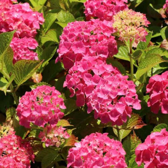 Hortensia macrophylla Alpengluhen, P9 imagine 17