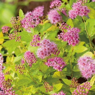 Спирея японска Golden Princess изображение 7