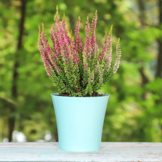 Calluna (Iarba neagra) Athene imagine 6